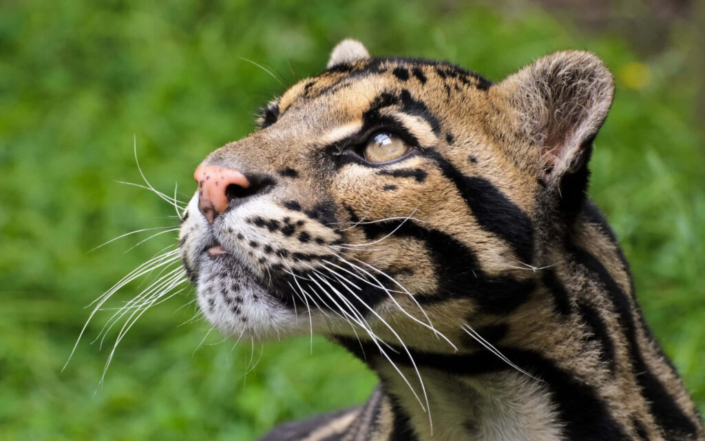 Close-up of clouded leopard with patterned fur and reflective eyes on soft green background wallpaper