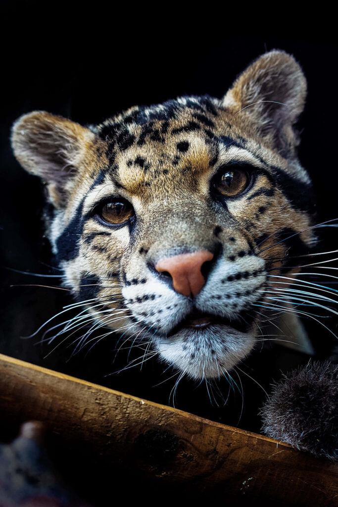 Close-up of clouded leopard with intense gaze and detailed spotted fur on dark background wallpaper