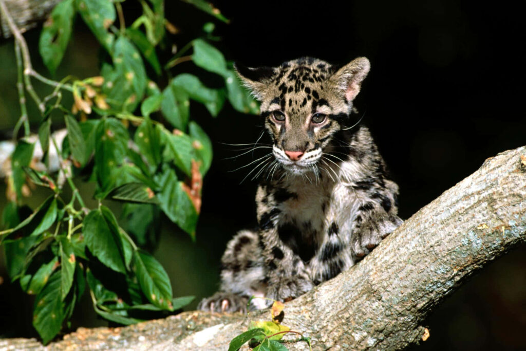 Clouded leopard cub on tree branch with spotted coat and bright eyes in lush green forest Wallpaper