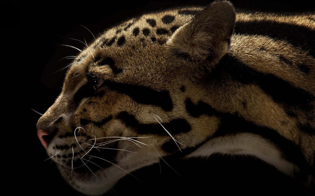 Profile of clouded leopard in shadow showcasing bold spots sleek fur and intense gaze wallpaper