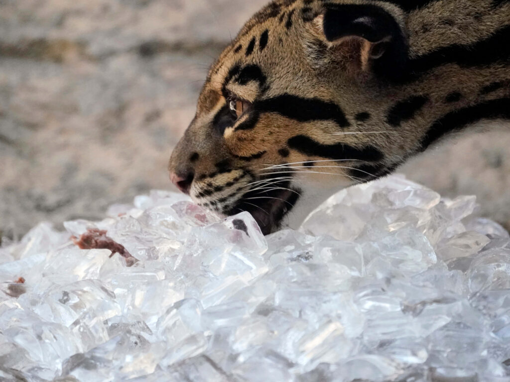 Elegant Clouded Leopard on Ice Wallpaper - Stunning Zoo Animal Background