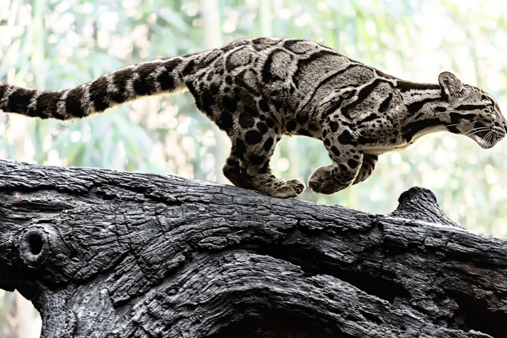 Clouded leopard in mid-motion on rugged tree trunk with sunlit blurred forest background wallpaper