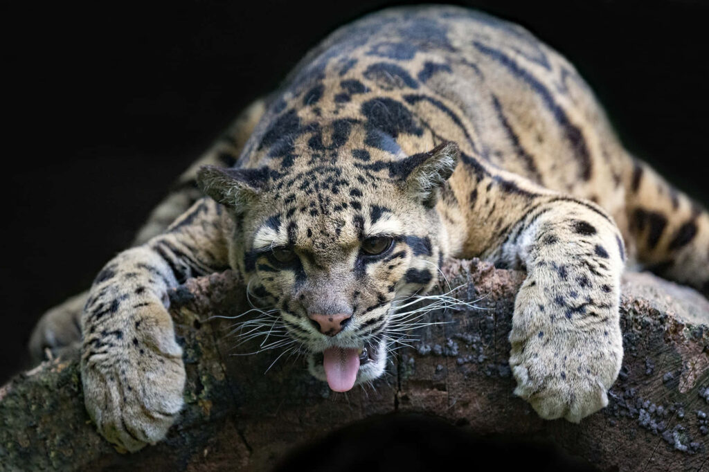 Clouded leopard resting on tree branch tongue out showcasing spotted coat and powerful limbs Wallpaper