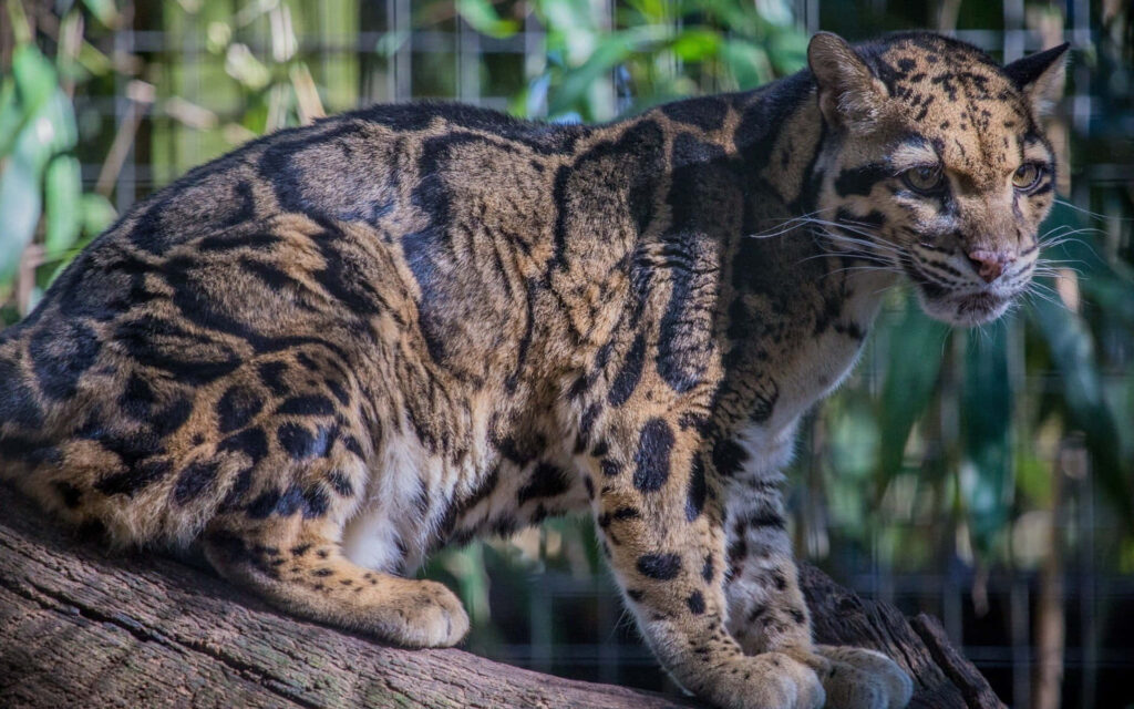 Clouded leopard resting on tree branch with distinctive spots in lush green jungle background Wallpaper