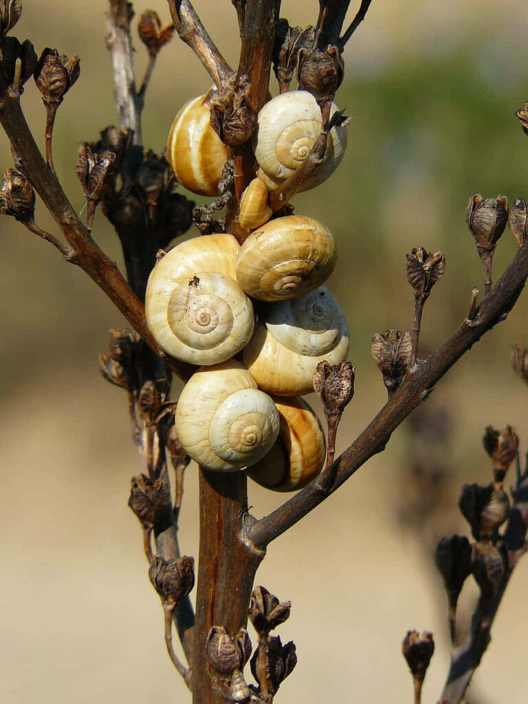 Close-up of clustered creamy brown snail shells on dried textured branch macro nature wallpaper