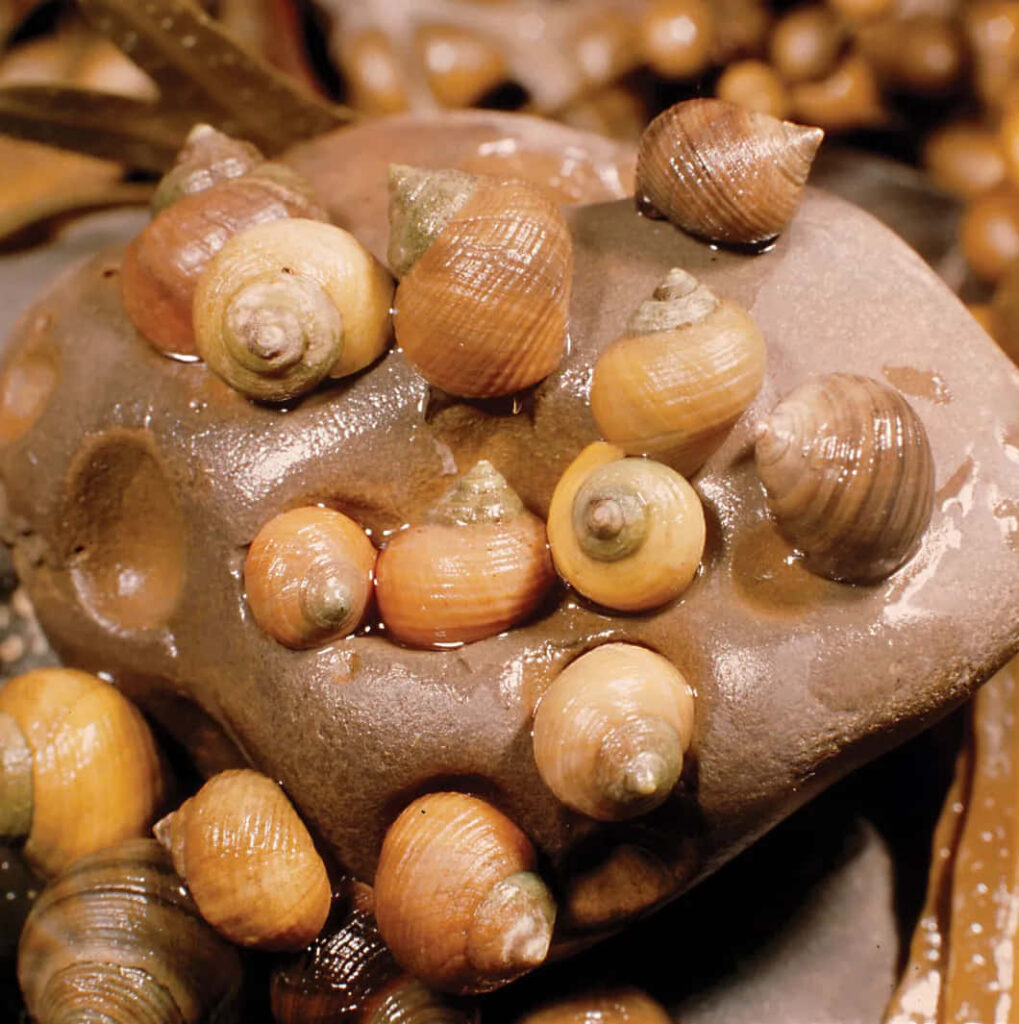 Close-up of colorful whelk sea snails clustered on wet rock with earthy coastal tones wallpaper