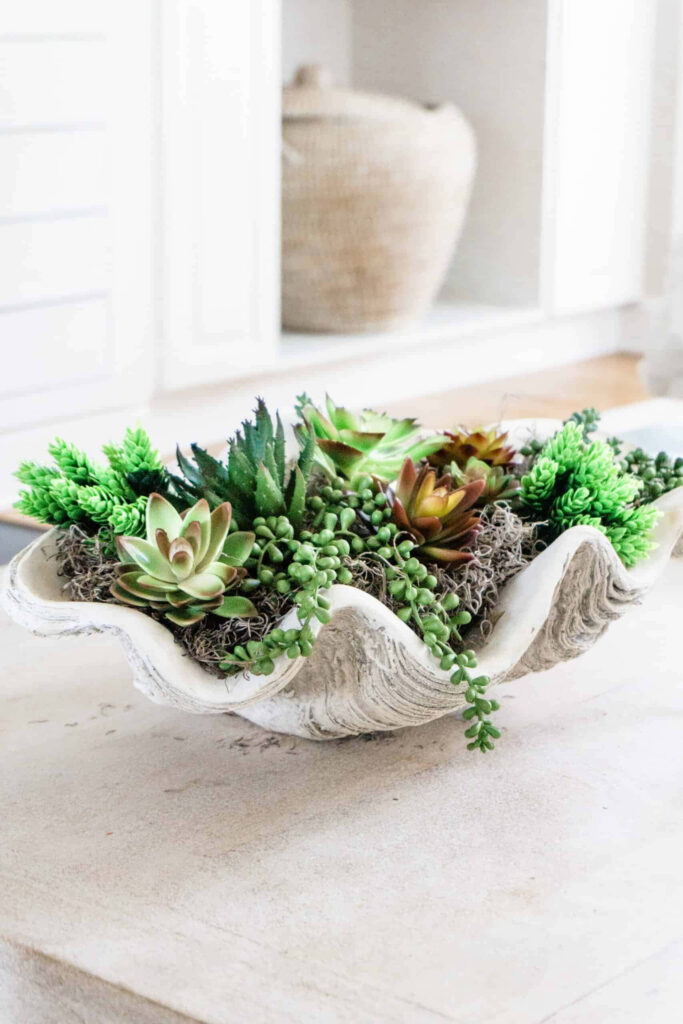 Decorative clam shell planter with vibrant succulents and moss on bright neutral background Wallpaper