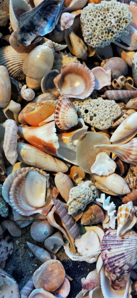 Intricate seashell wallpaper with clams and coastal textures in cream beige coral and brown hues