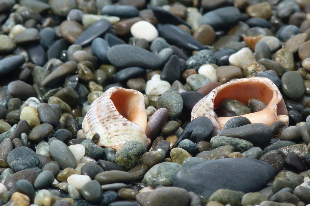 Two cockleshells resting on smooth coastal stones close up natural textures earthy tones wallpaper
