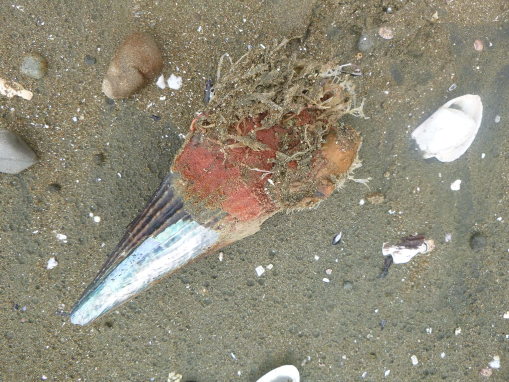 Detailed pen shell on sandy beach with seaweed and scattered seashell fragments coastal life Wallpaper
