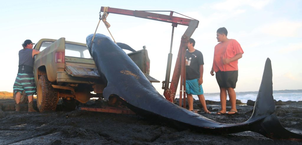 Team rescuers lift stranded false killer whale with crane on rugged coastal terrain marine conservation Wallpaper