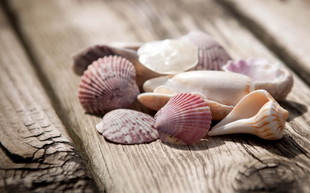 Assorted seashells with pastel hues on weathered wood evoke peaceful coastal charm wallpaper