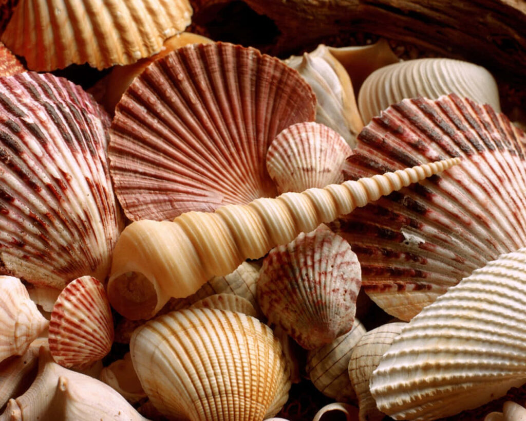 Assorted detailed seashell wallpaper with cockle shells in warm earth tones coastal background