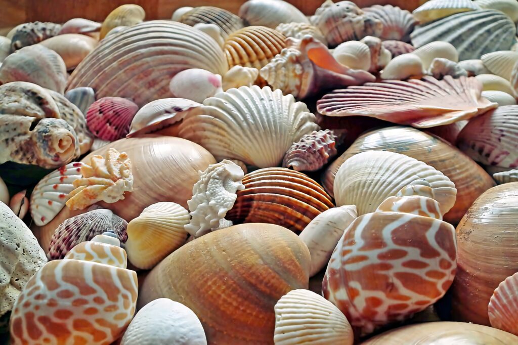 Assorted seashells wallpaper with natural patterns in beige cream and coral coastal tones