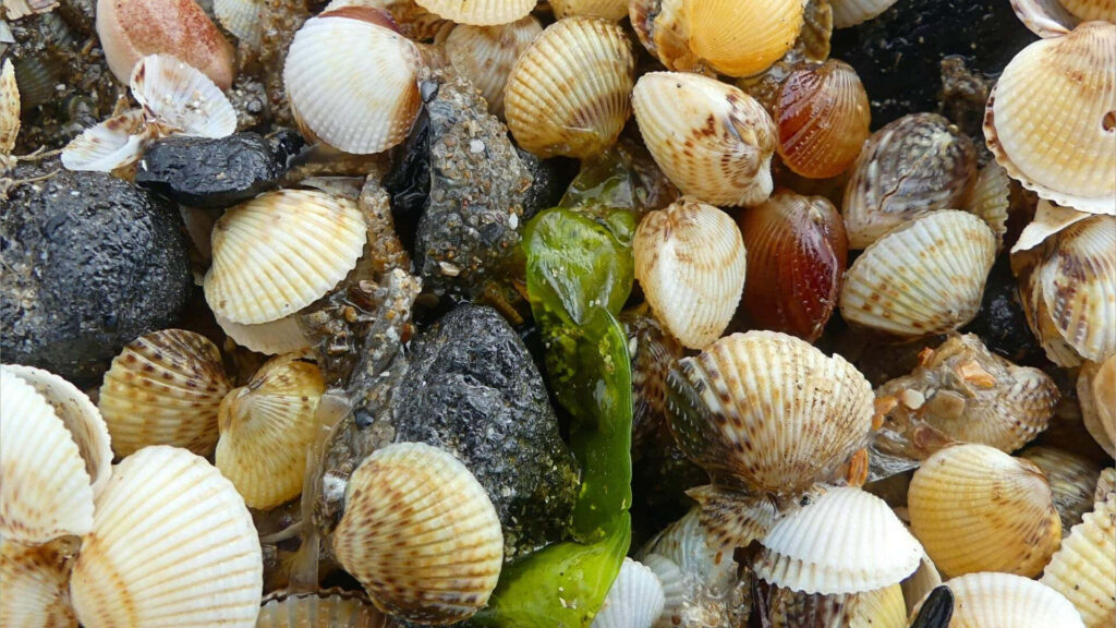 Vibrant coastal wallpaper with glossy cockle shells cream tones green seaweed and dark stones background