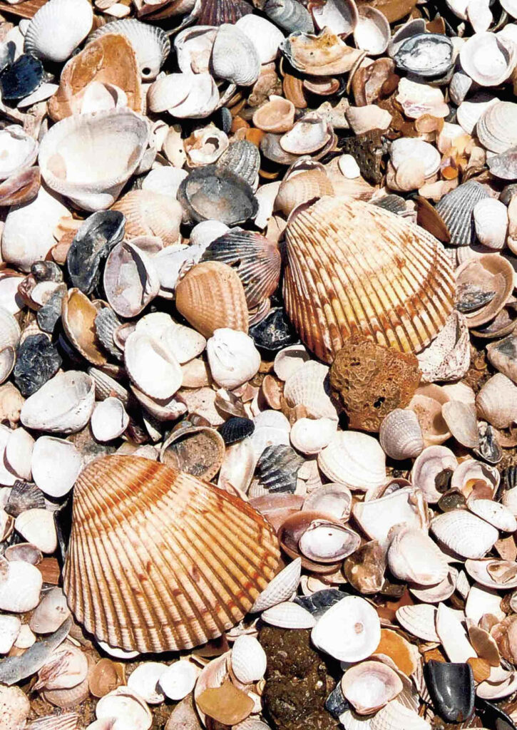 Seashells on sandy beach wallpaper with ribbed cockle shells in beige white and brown tones