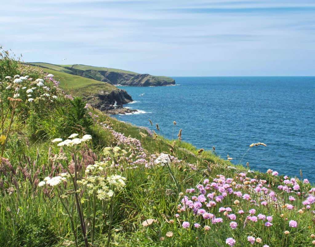 Coastal cliff with colorful wildflowers lush green grass deep blue sea and clear sky wallpaper background