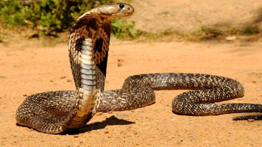 Cobra Wallpaper: Distinctive Hood & Rough Scales on Sandy Ground