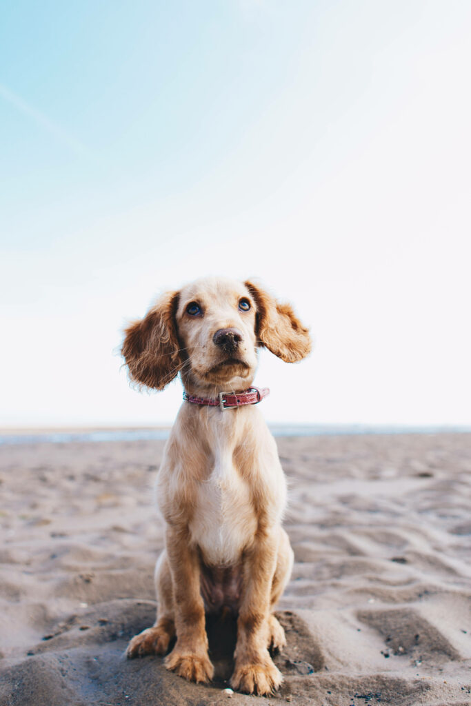 Adorable Cocker Spaniel Puppy Beach Wallpaper - Playful Coastal Vibes