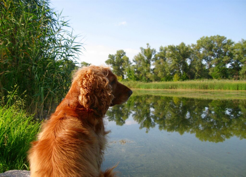 Cocker Spaniel by Serene Pond: Tranquil Nature Wallpaper