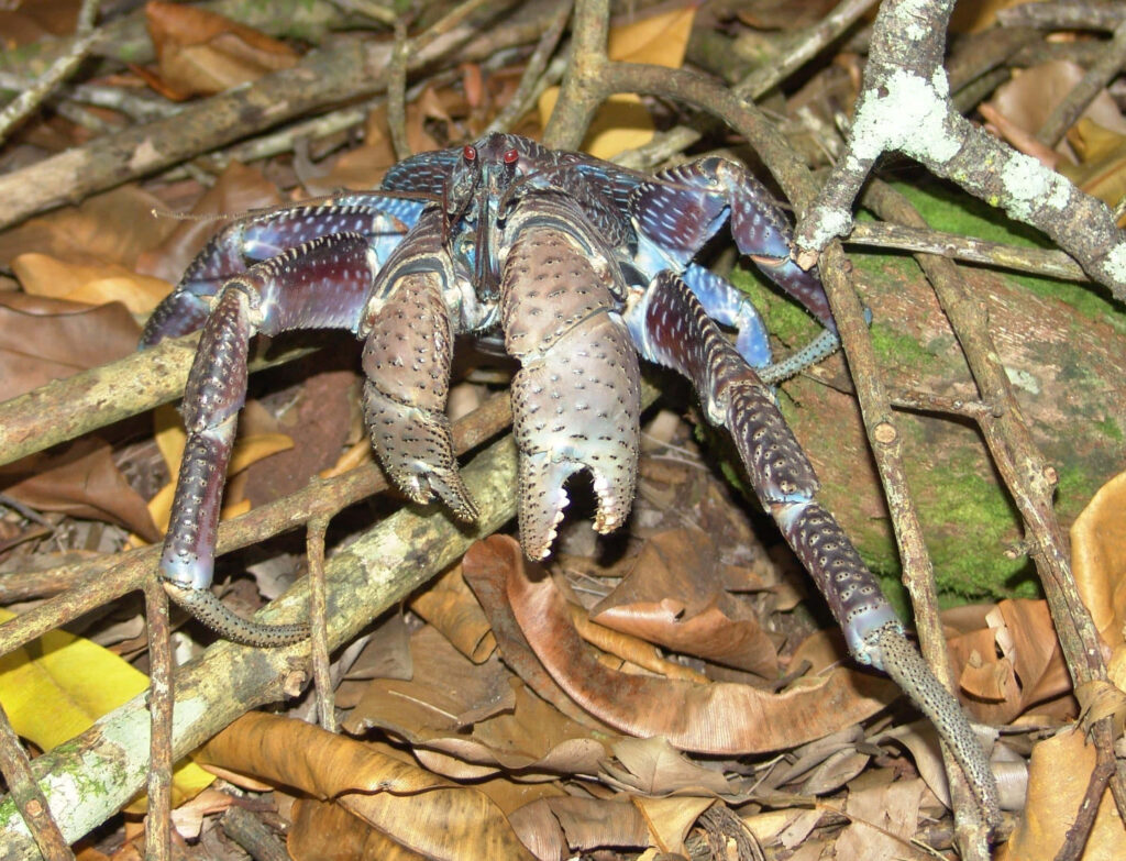 Coconut crab with robust claws and bluish shell walking on forest floor with leaves and moss background Wallpaper