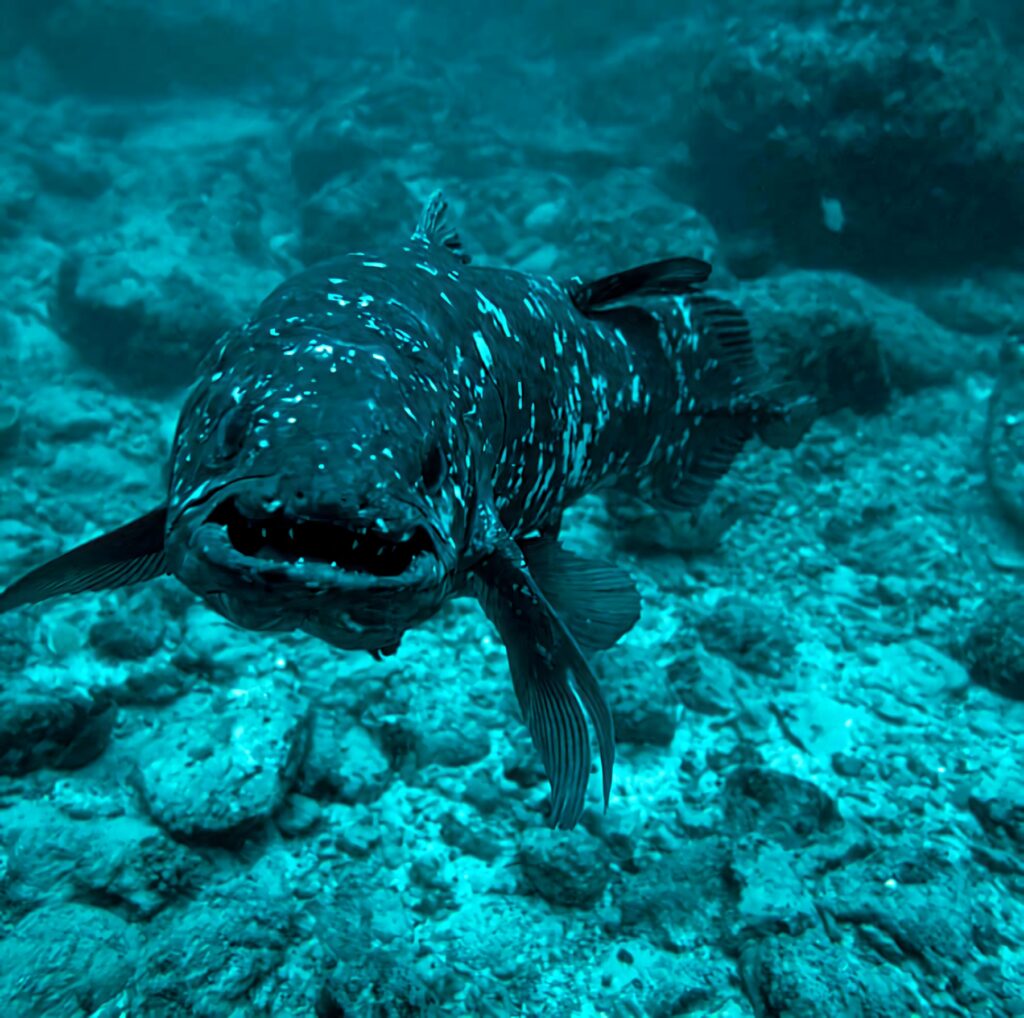 Coelacanth fish swimming over rocky ocean floor with blue light in deep sea wallpaper background