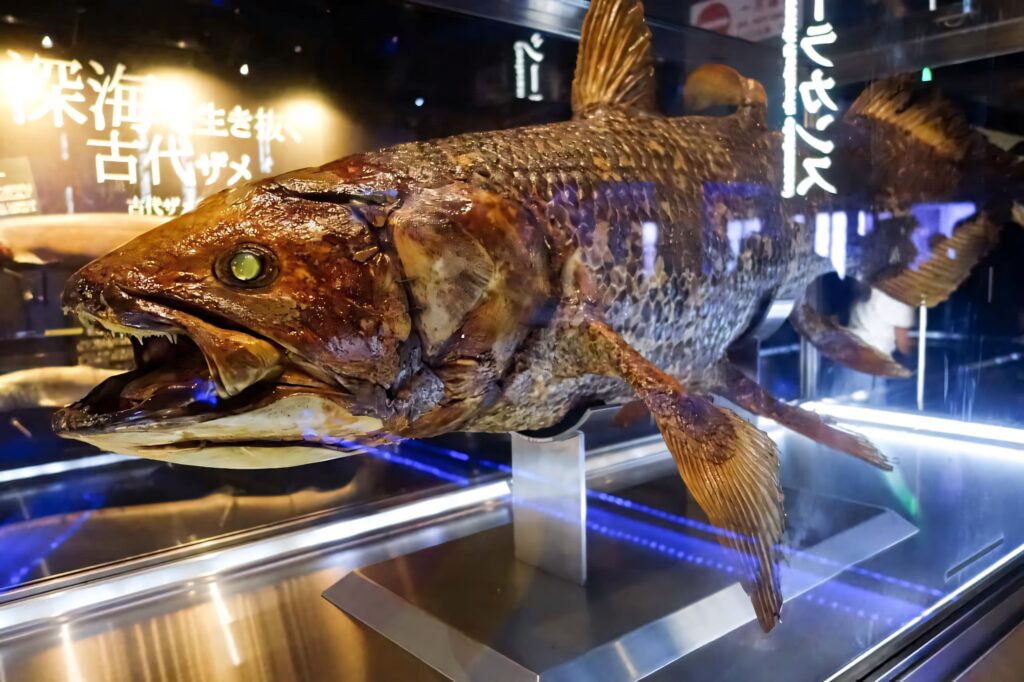 Coelacanth exhibit in modern museum with detailed scales and Japanese signage background Wallpaper