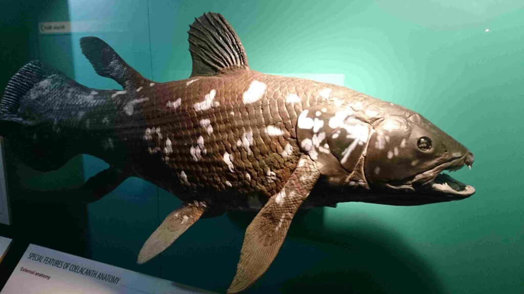 Detailed Coelacanth exhibit with textured scales and white markings on teal background wallpaper