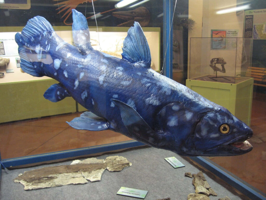 Detailed coelacanth fish exhibit with blue model and fossils in museum natural history display background Wallpaper