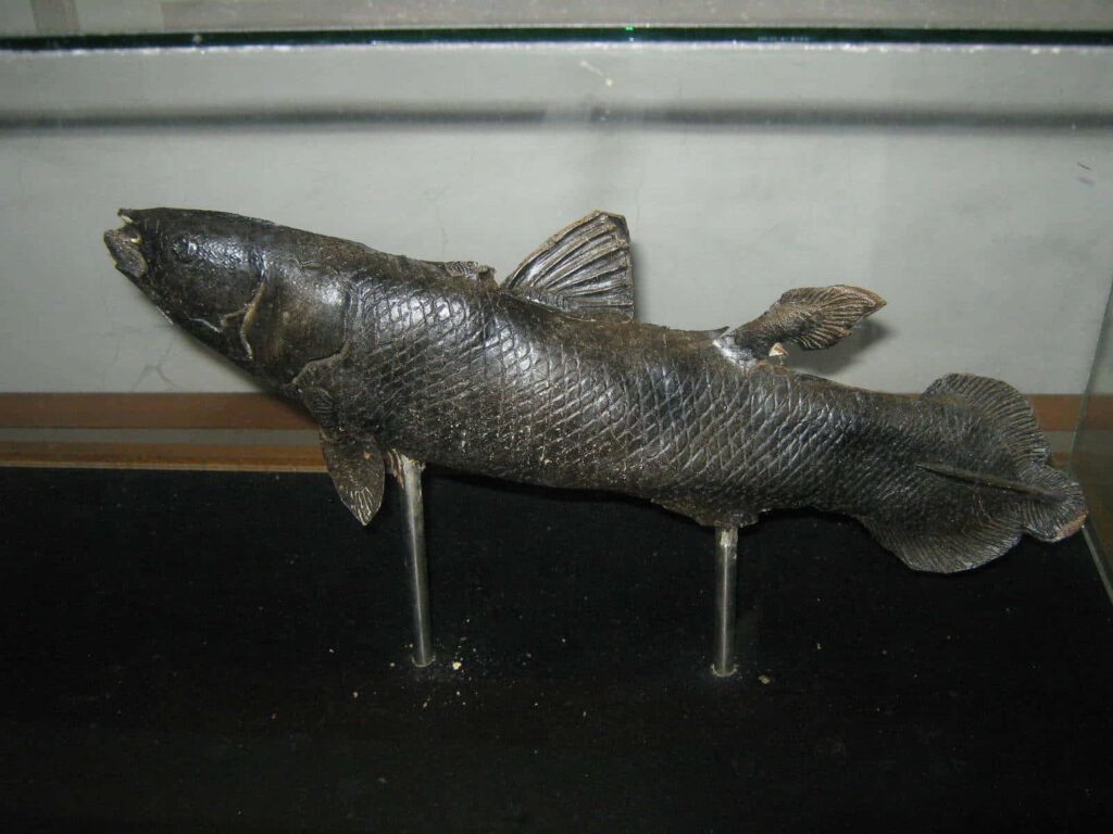 Detailed Coelacanth model showing prehistoric fins and textured scales in dark museum display Wallpaper
