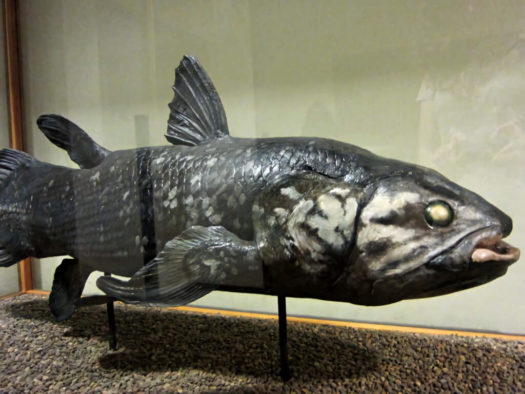 Coelacanth model wallpaper showing prehistoric fish with lobed fins and textured silvery scales