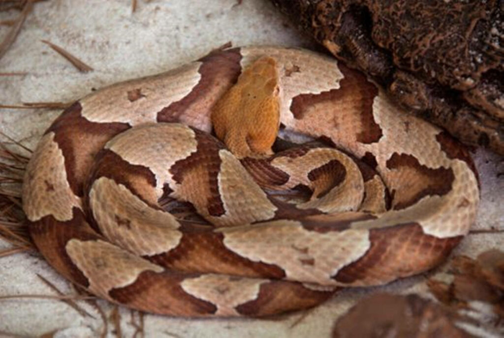 Coiled Copperhead Snake Wallpaper: Nature's Intricate Camouflage
