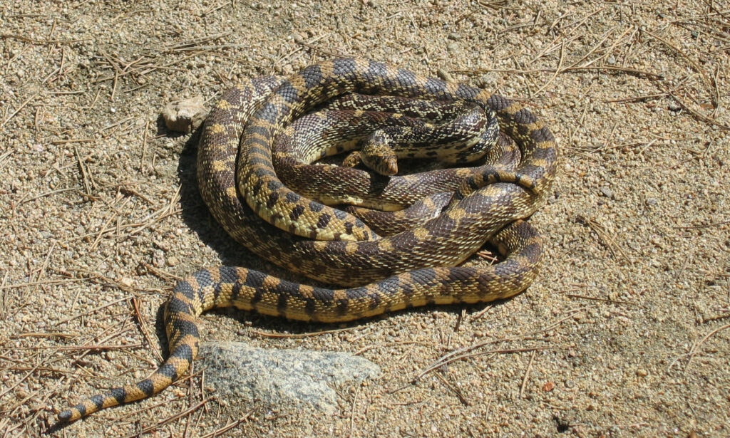 Stunning Gopher Snake Wallpaper: Nature's Camouflage in Sandy Tones