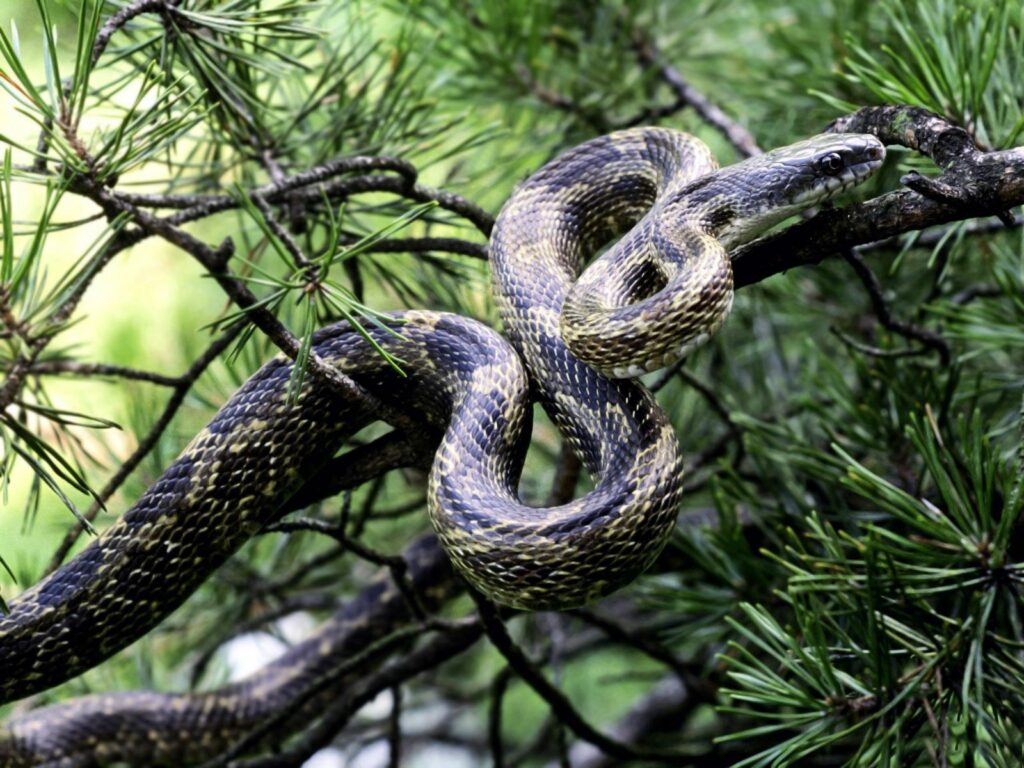 Coiled Snake on Fir Tree: Vibrant 1600x1200 Nature Wallpaper
