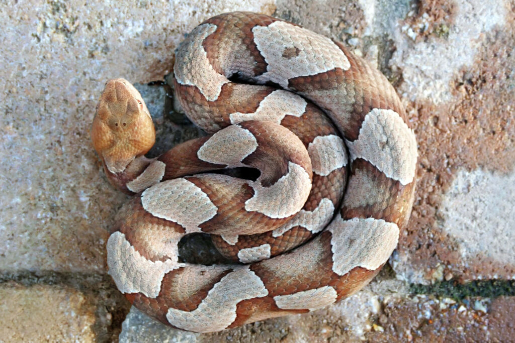 Coiled Snake on Brick Wall: Intricate Brown and Gray Wallpaper