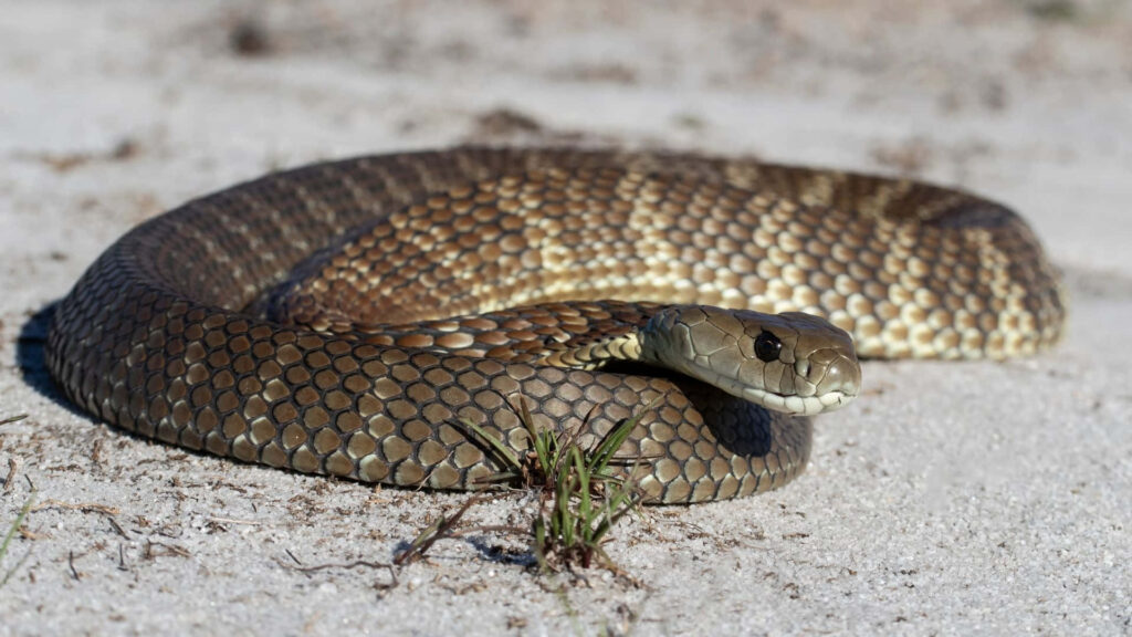 Stunning Tiger Snake Wallpaper on Sandy Terrain - Glistening Scales