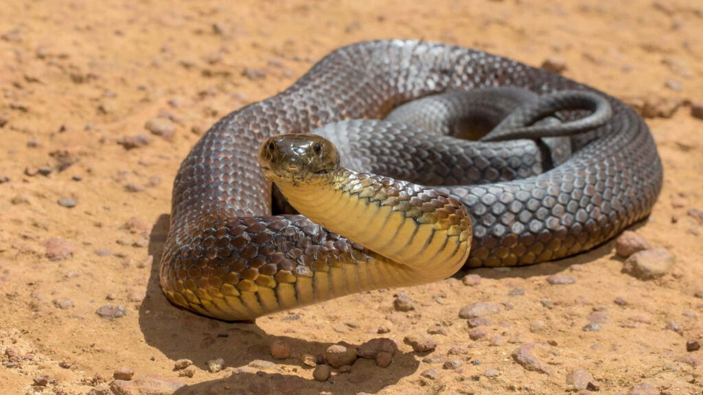 Stunning Tiger Snake Wallpaper: Coiled Beauty on Sandy Background