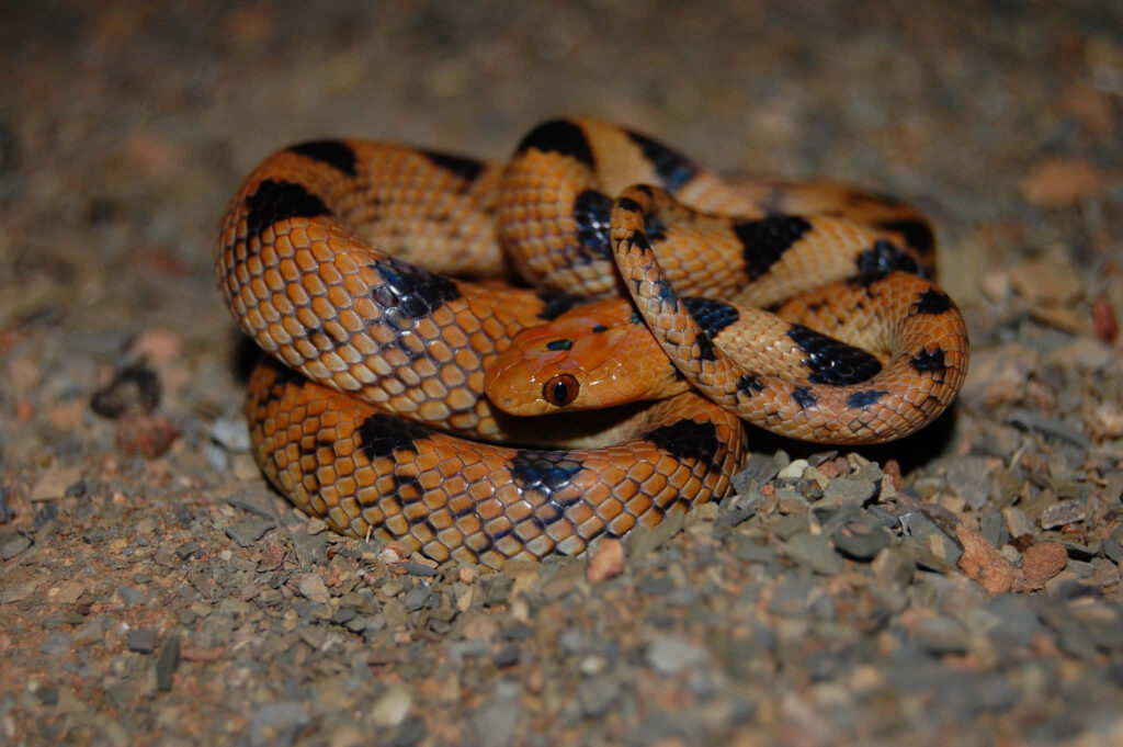 Coiled Tiger Snake Wallpaper: Stunning Orange & Black Patterns
