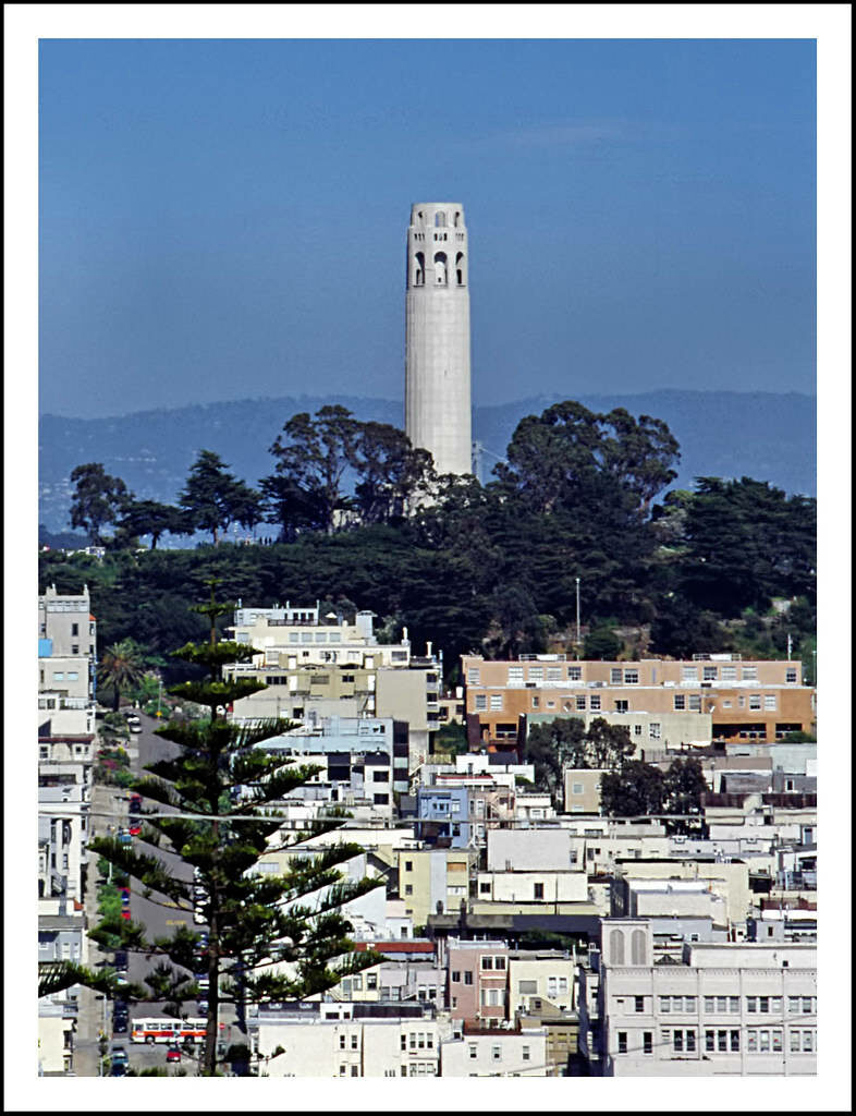 Coit Tower over San Francisco greenery and classic architecture against a clear blue sky wallpaper