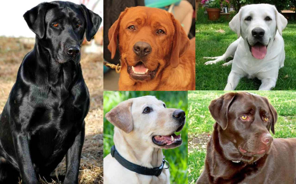 Labrador Collage Wallpaper: Affectionate & Loyal Background Design