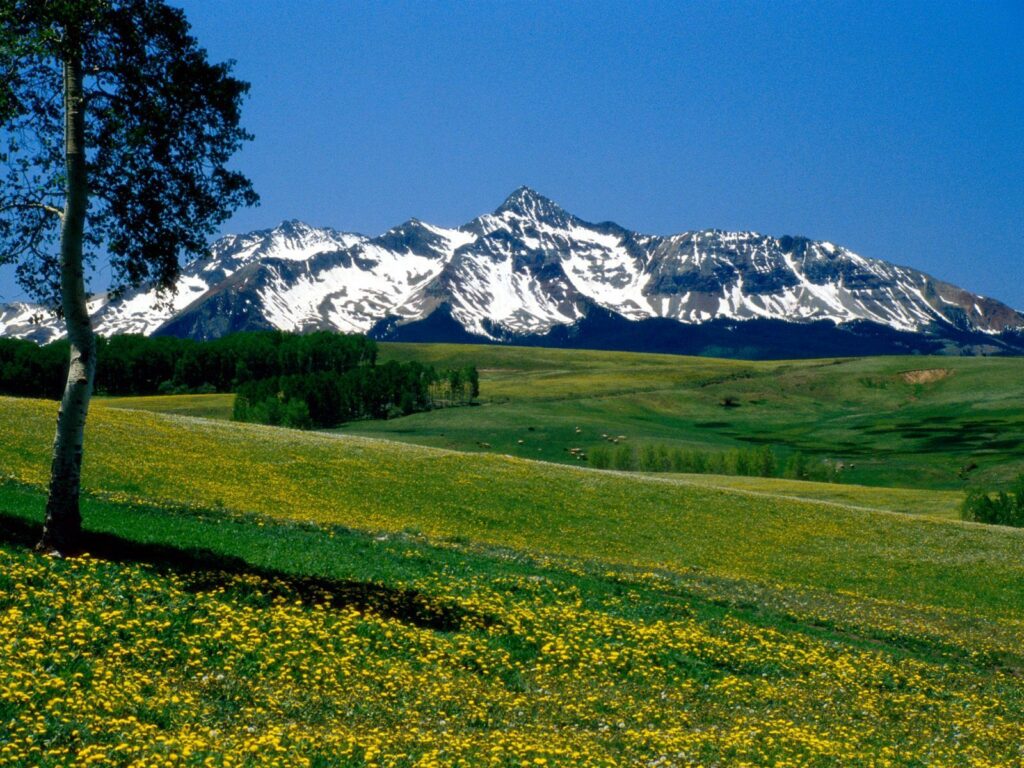 Colorado landscape wallpaper with snow-capped mountains green meadows and yellow wildflowers