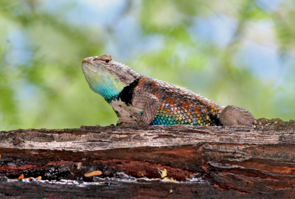 Vibrant Agama Lizard Wallpaper on Wood with Blurred Green Background