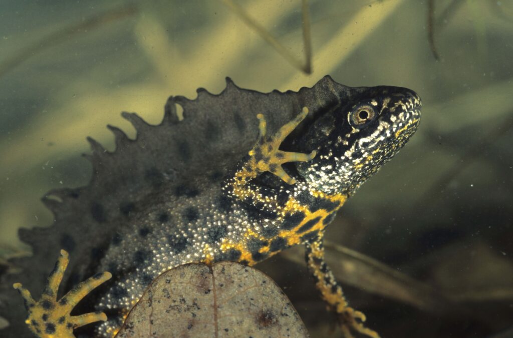 Colorful Underwater Amphibian Wallpaper: Vibrant Nature Background