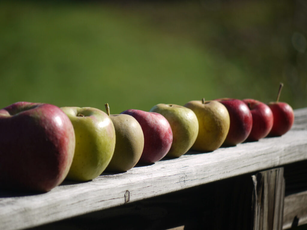 Colorful Apples on Wooden Fence: Serene Nature Wallpaper Background