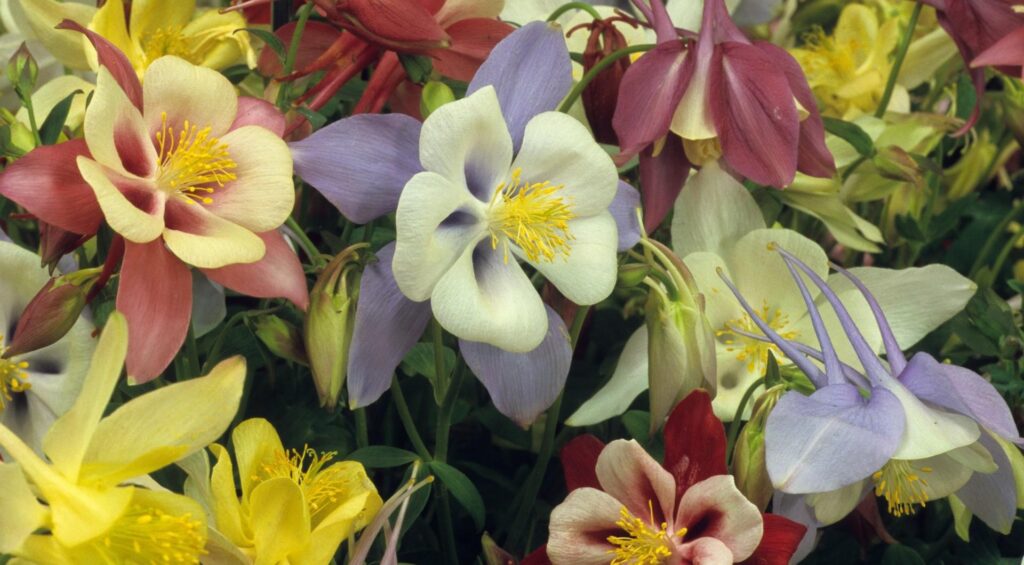 Stunning Aquilegia Flower Wallpaper: Vibrant Blooms & Colorful Petals