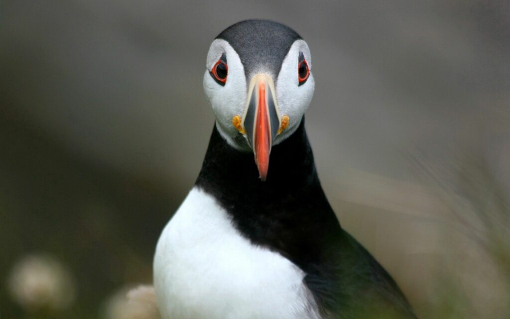 Close-Up of Colorful Atlantic Puffin Against Blurred Natural Background Wallpaper