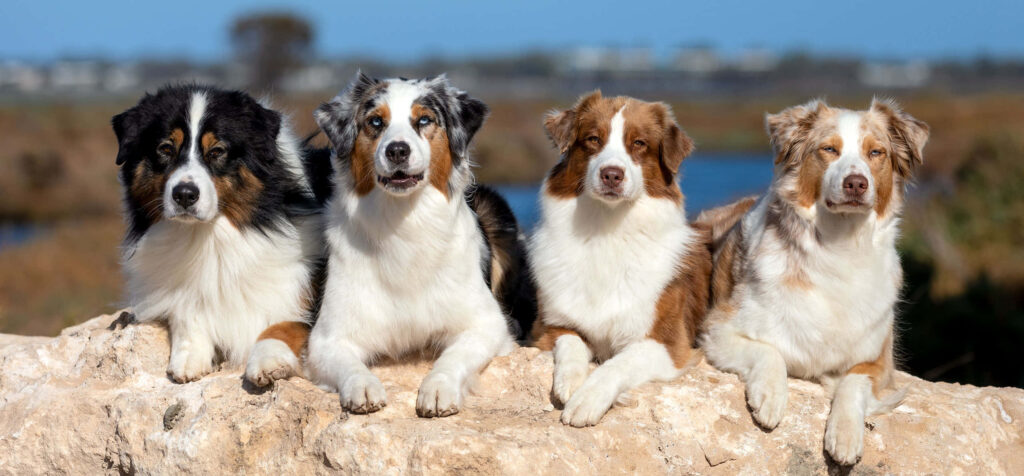 Beautiful Four Australian Shepherds on Scenic Rock Background Wallpaper