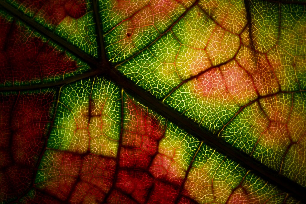 Vibrant Autumn Leaf Macro: Colorful Wallpaper Background