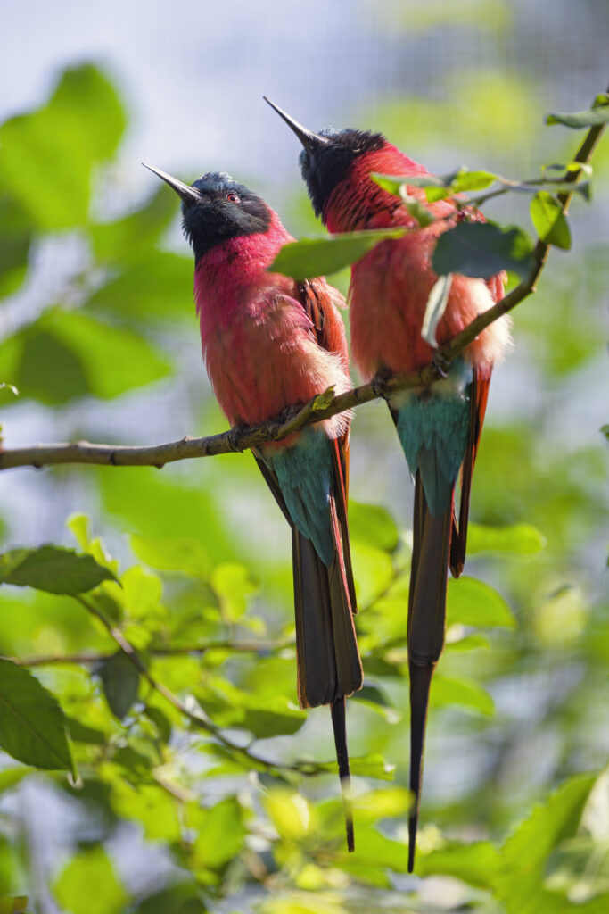 Vibrant Bee-Eaters on Branch: Colorful Wildlife Wallpaper Background