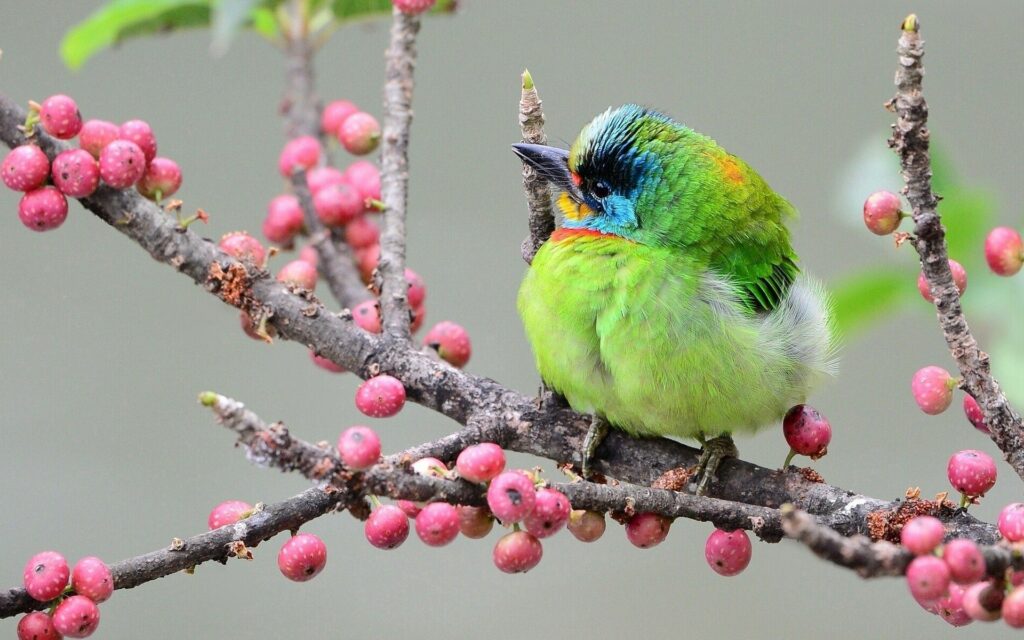 Colorful Bird on Branch with Red Berries - Vibrant 1920x1200 Wallpaper
